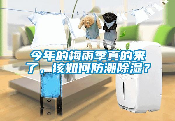 今年的梅雨季真的來了,該如何防潮除濕?