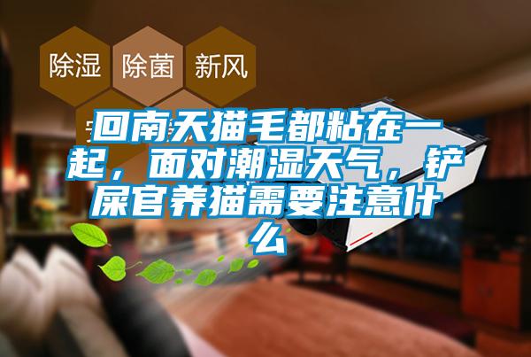 回南天貓毛都粘在一起,面對潮濕天氣,鏟屎官養(yǎng)貓需要注意什么