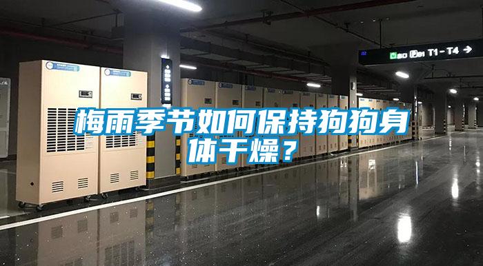梅雨季節(jié)如何保持狗狗身體干燥?