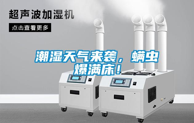 潮濕天氣來襲,螨蟲爆滿床!