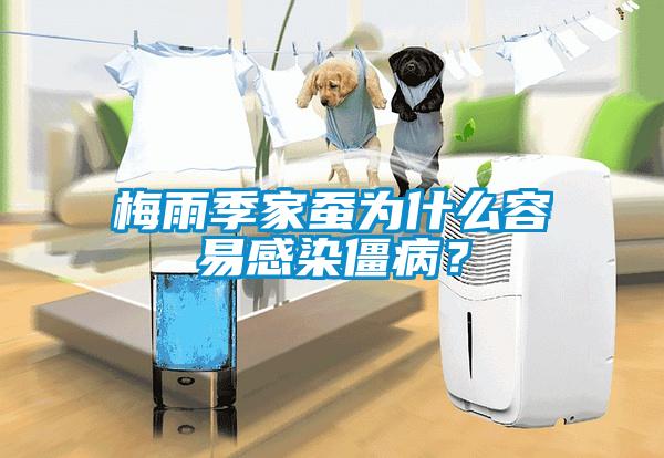 梅雨季家蠶為什么容易感染僵病?