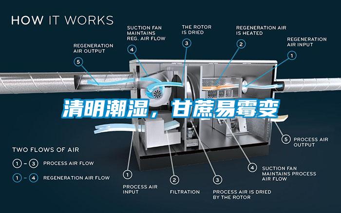 清明潮濕，甘蔗易霉變