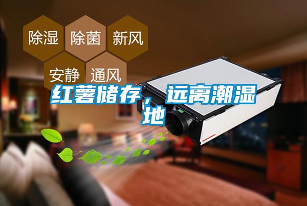 紅薯儲(chǔ)存,遠(yuǎn)離潮濕地
