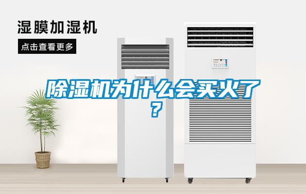 除濕機為什么會買火了?